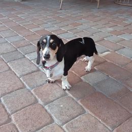 Dachshund Puppies from Mr. Wieners Dachshunds and roxiesdoxies