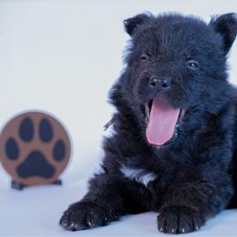 Brown Collar - Black male German Shepherd puppy in Plumas Lake, California from Zwinger Vom Greifjäger
