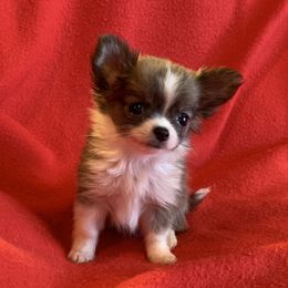 Chihuahua Puppies from Strawberry River Kennel