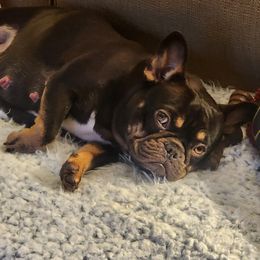 Piggy - French Bulldog