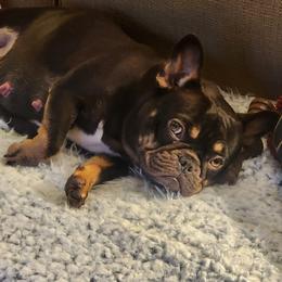 Piggy - French Bulldog