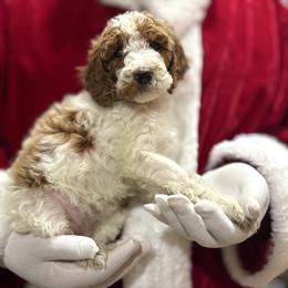 Teal - Parti female Goldendoodle puppy in Tucson, Arizona from Adored Poodle & Doodles