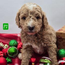 PJ (s) - Apricot male Goldendoodle puppy in Neillsville, Wisconsin from Granton Creek