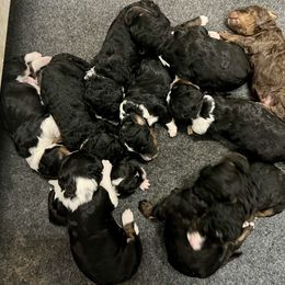 Bernedoodle and Goldendoodle Puppies from Brunsman Country Doodles LLC