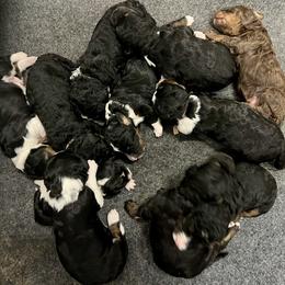 Bernedoodle and Goldendoodle Puppies from Brunsman Country Doodles LLC