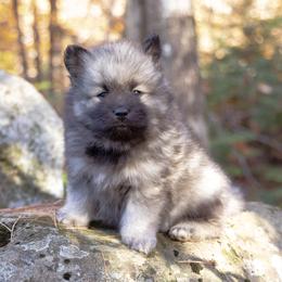 Pomsky Puppies from New World Pomskies