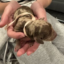 Light pink - Dapple female Dachshund puppy in Frederick, Colorado from Get low Mini Dachshunds