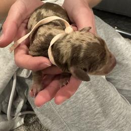 Light pink - Dapple female Dachshund puppy in Frederick, Colorado from Get low Mini Dachshunds