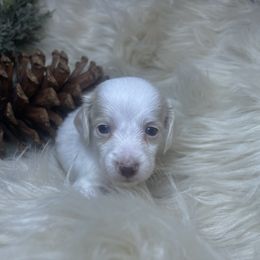 Snowy - Dapple male Dachshund puppy in Washburn, Tennessee from Clinch Mountain Dachshunds