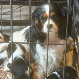 Tess - Cavalier King Charles Spaniel