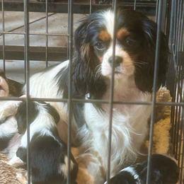 Tess - Cavalier King Charles Spaniel