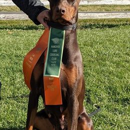Doberman Pinschers from Saxbell Dobermans