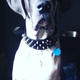 Siberian Huskies from Loupin's Kennel