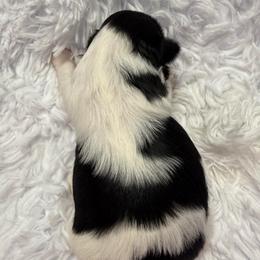 Delilah - Black and white female Shih Tzu puppy in North Port, Florida from MarQue Shih Tzus