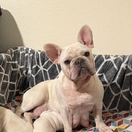 Nova - French Bulldog