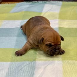 Male 3 - Red male Staffordshire Bull Terrier puppy in Lakeland, Florida from English Creek Staffords