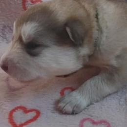 Lilly, green collar girl - Red and white female Alaskan Malamute puppy in Grayson County, Virginia from River Bend Malamutes