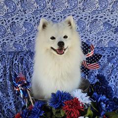 Kodi - American Eskimo Dog