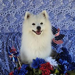 Kodi - American Eskimo Dog