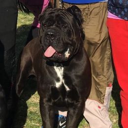 King kong - Cane Corso