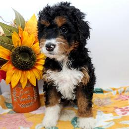 Frisky - Tri-color female Bernedoodle puppy in Granton, Wisconsin from Rose River Farms