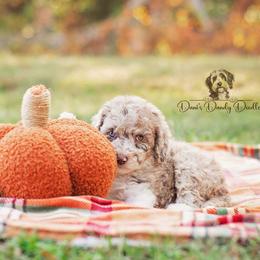 Aussiedoodle Puppies from Dani's Dandy Doodles
