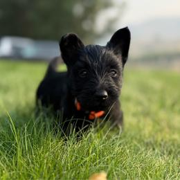 Paprika - Black female Scottish Terrier puppy in Oak Harbor, Washington from Nicole's Scottish Terriers