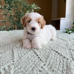 Anthony - Parti male Goldendoodle puppy in Barstow, California from Golden Desert Doodles