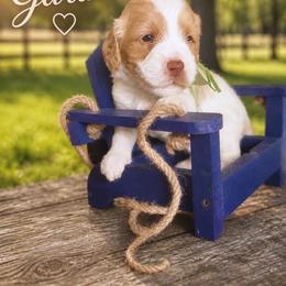 Garth (Brooks) - Caramel cream male Australian Labradoodle puppy in Millville, California from Hope Lane Kennels