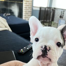 French Bulldog Puppies from Ark Frenchies Limited