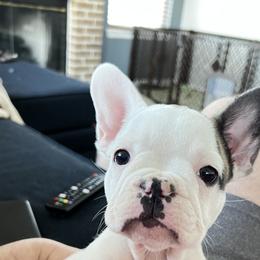 French Bulldog Puppies from Ark Frenchies Limited