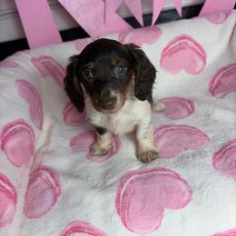 Lillian - Piebald female Dachshund puppy in Lake City, Florida from My Ditzy Doxies of Florida