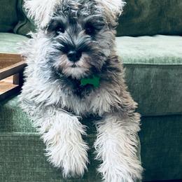 Green Collar - Girl - Salt and pepper female Miniature Schnauzer puppy in Ankeny, Iowa from Maple’s Cockapoo's and Libby's Schnauzer Puppies