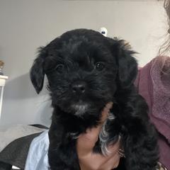 Goldendoodle and Shorkie Puppies from Doodles and More