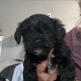 Goldendoodle and Shorkie Puppies from Doodles and More