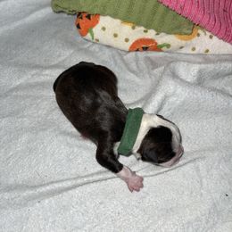 Green Boy - Boston Terrier puppy in Winnie, Texas from Tina Terry's Boston Terriers