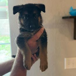 Neesa - Black and tan female German Shepherd puppy in Florida from Best Shepherds