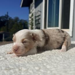 Minnie - Red merle female Miniature Australian Shepherd puppy in Lakeport, California from Akins Aussies/Wild Rose Ranch