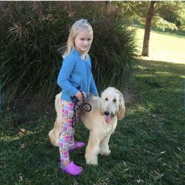 Sunshine - Afghan Hound