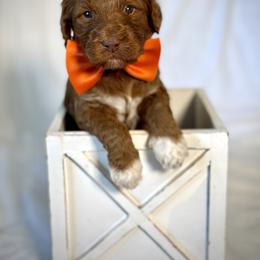Mr. Orange - Red male Australian Labradoodle puppy in Wake Forest, North Carolina from Lucky Country Labradoodles