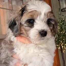 Reese - Silver male Havapoo puppy in Roseburg, Oregon from Sharon’s Sheepadoodle’s
