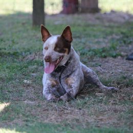 Haze - Australian Cattle Dog