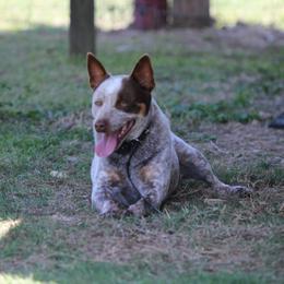 Haze - Australian Cattle Dog