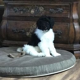 Goldendoodle and Poodle Puppies from Gloriasgoldendoodles