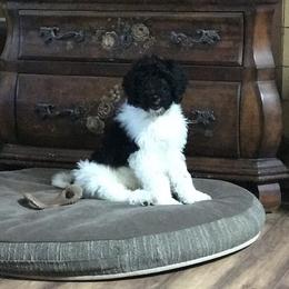 Goldendoodle and Poodle Puppies from Gloriasgoldendoodles