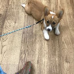 American Corgi and Pembroke Welsh Corgi Puppies from Lonesome Boone Corgis