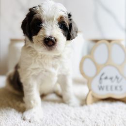 Biscotti, Brown Collar Male - Chocolate merle male Bernedoodle puppy in Katy, Texas from Bluebonnet Bernedoodles of Southeast Texas