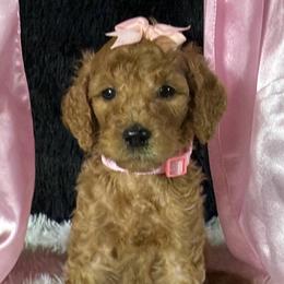 Lt. Pink girl - Red  female Poodle puppy in Bowling Green, Kentucky from Ritzy Red Poodles