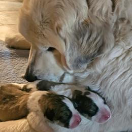 Boy 1 Badger marked - White and badger male Great Pyrenees puppy in Yucaipa, California from Rusty Horse Ranch Great Pyrenees