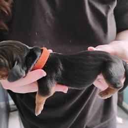 Orange - Black brown and white male Basset Hound puppy in Highland, Michigan from Dream Hounds of Michigan